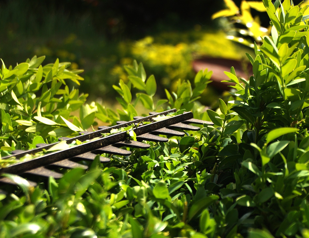 Garden Hedge Trimming